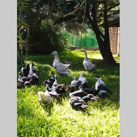 Sjo Village Sardegna Ferienhaus